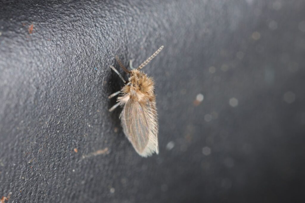 Close up of a drain fly