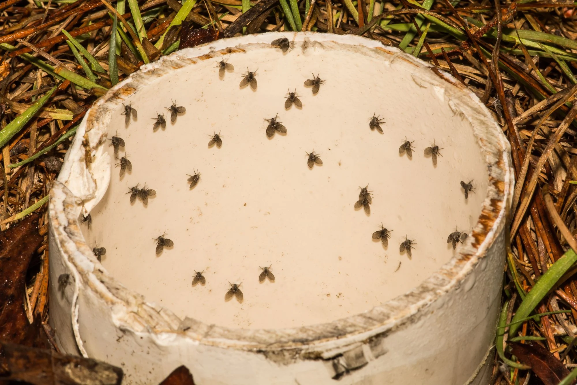 Drain flies in a pipe
